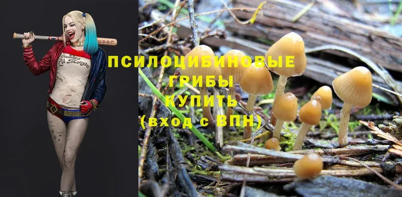 МЕГА зеркало  Новоалтайск  Псилоцибиновые грибы Magic Shrooms 